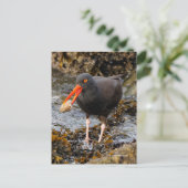 Verbluffende zwarte oystercatcher Shorebird met Cl Briefkaart (Staand voorkant)