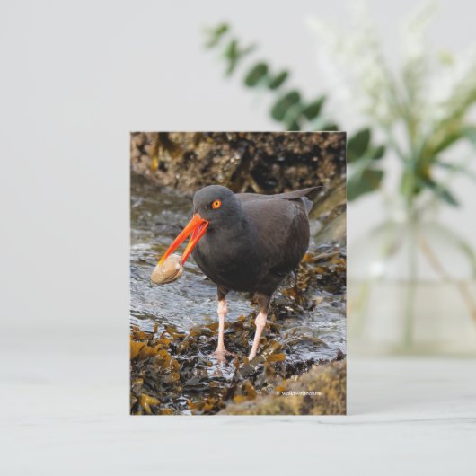 Verbluffende zwarte oystercatcher Shorebird met Cl Briefkaart (Staand voorkant)