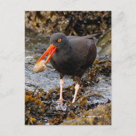 Verbluffende zwarte oystercatcher Shorebird met Cl Briefkaart