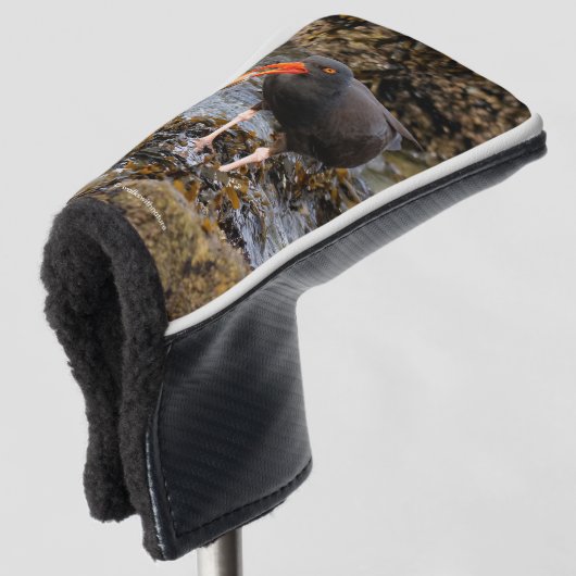 Verbluffende zwarte oystercatcher Shorebird met Cl Golfheadcover (3/4 voorkant)