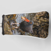 Verbluffende zwarte oystercatcher Shorebird met Cl Golfheadcover (Voorkant)