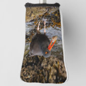 Verbluffende zwarte oystercatcher Shorebird met Cl Golfheadcover (Draai 90)