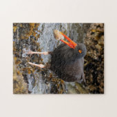 Verbluffende zwarte oystercatcher Shorebird met Cl Legpuzzel (Horizontaal)