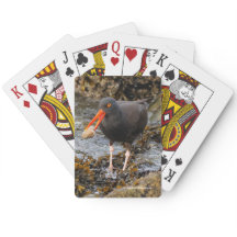 Verbluffende zwarte oystercatcher Shorebird met Cl