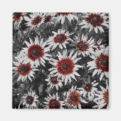 Verbluffende zwartogige Susans magneet (Voorkant)