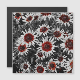 Verbluffende zwartogige Susans Magnetische Kaart