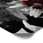 Verbluffende zwartogige Susans Poster (Hoek)