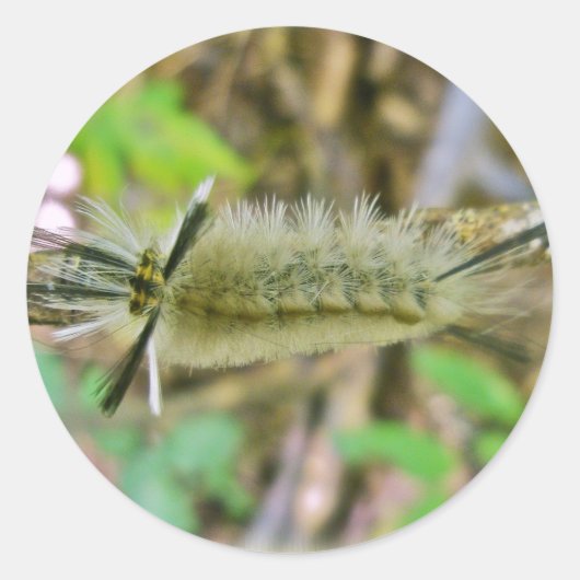 Verbonden Tussock Moth Caterpijler Ronde Sticker (Voorkant)