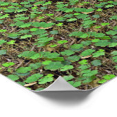 Verborgen 3D-afdrukken in Shamrock Poster (Hoek)