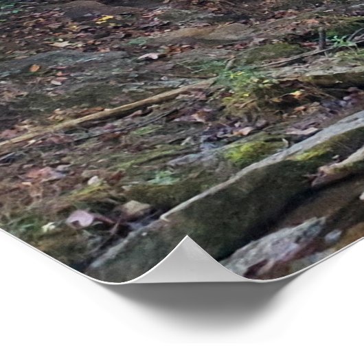 Verborgen Bos Waterval Poster (Hoek)