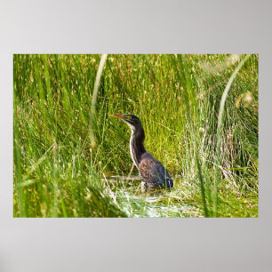 "Verborgen heron" (landschap) Poster