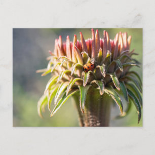 Verborgen juweel - Echinacea Briefkaart
