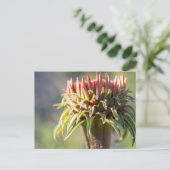 Verborgen juweel - Echinacea Briefkaart (Staand voorkant)
