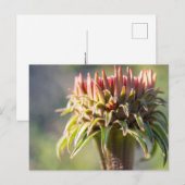 Verborgen juweel - Echinacea Briefkaart (Voorkant / Achterkant)