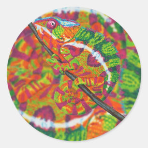 Verborgen kameleonstickers ronde sticker