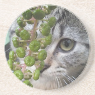 Verborgen Kitten Onderzetter