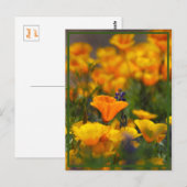 Verborgen papaver briefkaart (Voorkant / Achterkant)