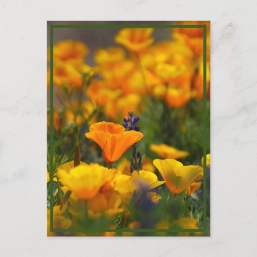 Verborgen papaver briefkaart (Voorkant)