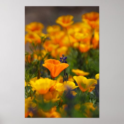 verborgen papaver poster (Voorkant)