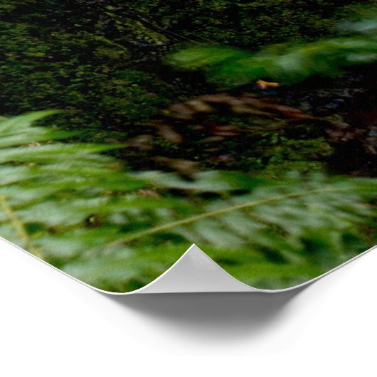 Verborgen waterval poster (Hoek)