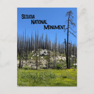 Verbrande bomen in Giant Sequoia National Monument Briefkaart