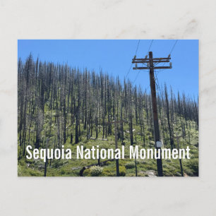 Verbrande bomen in Giant Sequoia National Monument Briefkaart