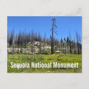 Verbrande bomen in Sequoia National Forest Briefkaart