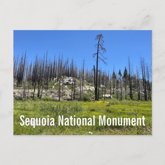Verbrande bomen in Sequoia National Forest Briefkaart (Voorkant)