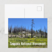 Verbrande bomen in Sequoia National Forest Briefkaart (Voorkant / Achterkant)