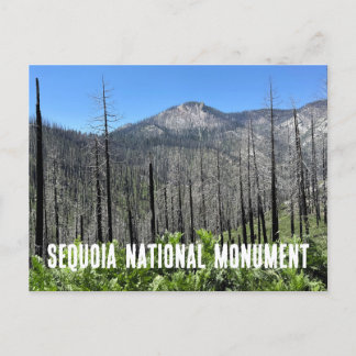 Verbrande bomen in Sequoia National Forest Briefkaart
