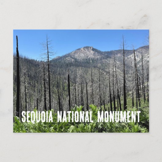 Verbrande bomen in Sequoia National Forest Briefkaart (Voorkant)