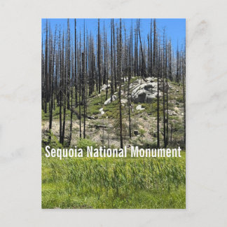 Verbrande bomen in Sequoia National Monument Briefkaart