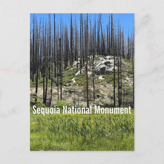 Verbrande bomen in Sequoia National Monument Briefkaart (Voorkant)