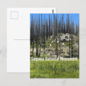 Verbrande bomen in Sequoia National Monument Briefkaart (Voorkant / Achterkant)
