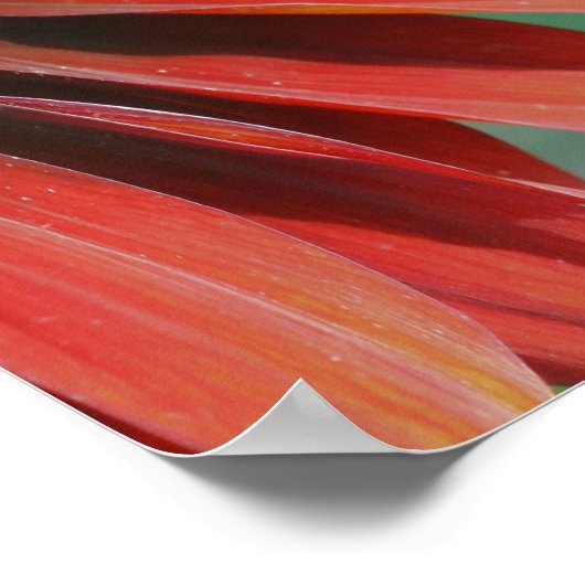 verbrande Oranje zonnebloempitten Poster (Hoek)