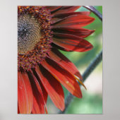 verbrande Oranje zonnebloempitten Poster (Voorkant)