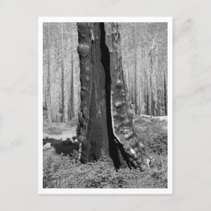 Verbrande reuzensequoia briefkaart