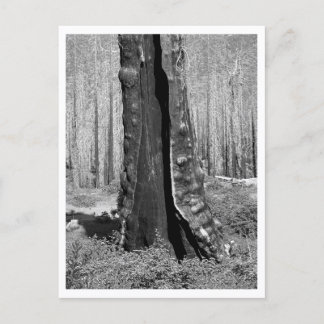 Verbrande reuzensequoia briefkaart