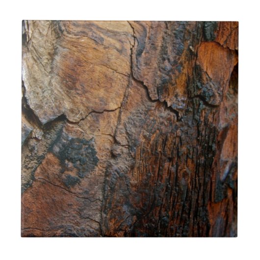 VERBRANDE SCHORS VAN DE SEQUOIA-BOOM TEGELTJE (Voorkant)