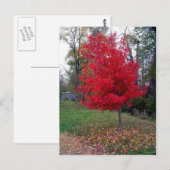 Verbrandend Struik Briefkaart (Voorkant / Achterkant)