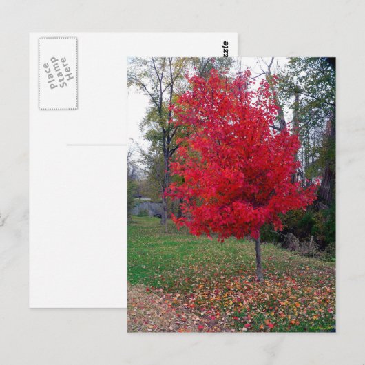 Verbrandend Struik Briefkaart (Voorkant / Achterkant)