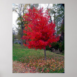 Verbrandend Struik Poster