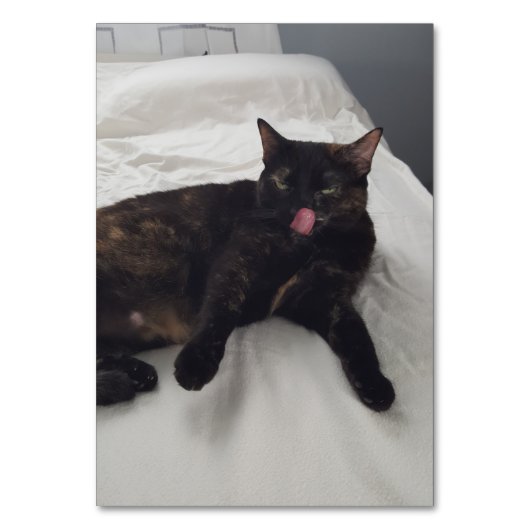 Verbs die kat-leeskaarten voor katten maken kaart (Voorkant)