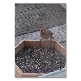 Verbs die Robin Bird Reading Flashcards eten Kaart