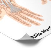 Verbuisspieren van de voorpoot, medische tekening. poster (Hoek)