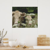 Verdachte Koeien Poster (Keuken)
