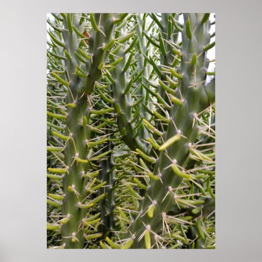 Verdant Sentinels: De stekelige majesteit van Cact Poster (Voorkant)