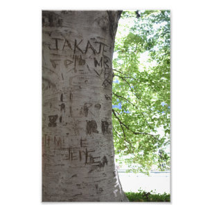 Verdeeld in een Natuur van het Centrale Park van d Foto Afdruk