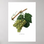 Verdelho Poster (Voorkant)
