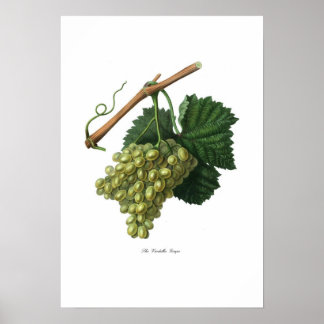 Verdelho Poster